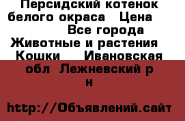 Персидский котенок белого окраса › Цена ­ 35 000 - Все города Животные и растения » Кошки   . Ивановская обл.,Лежневский р-н